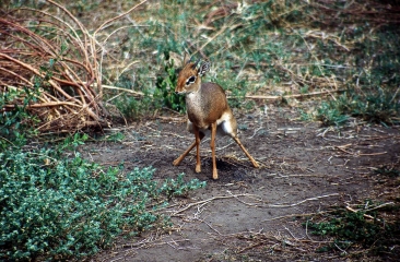 Kirk-Dikdik im Ngorongoro Krater, Tansania